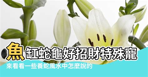 養蛇 風水|在家門口看到蛇好不好 是什麼預兆